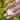 Blossom – Vårdans